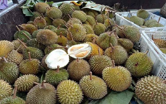 Pemerintah Dorong Ekspor Durian Tembus Pasar Eropa