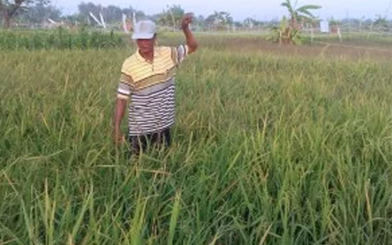 Petani di Gresik Gagal Panen Karena Serangan Hama Tikus