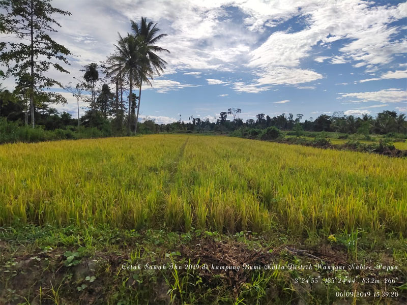 Kejar Target, Luas Sawah LP2B Capai 5 Juta Hektare