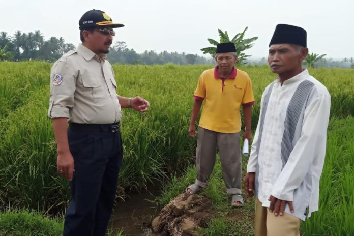 Pastikan Produksi Pertanian Berjalan, Kementan Minta Maksimalkan Alsintan