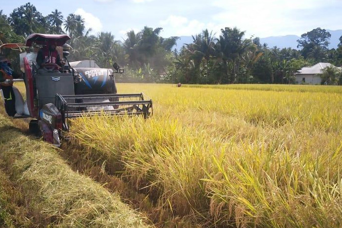 Penuhi Kebutuhan Pangan, Panen Raya Terus Berlanjut di Sumsel