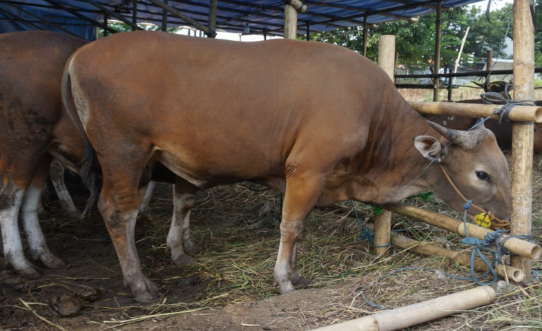 Ratusan Sapi Milik Warga Lereng Merapi Dievakuasi