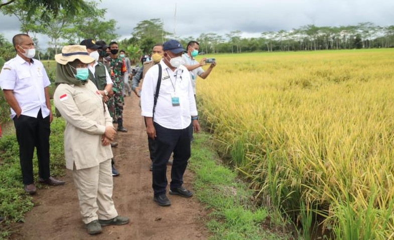 Ekonom Senior INDEF Dukung Program Food Estate