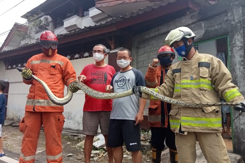 Petugas Damkar Evakuasi Ular Sanca Empat Meter dalam Gudang di Cipayung