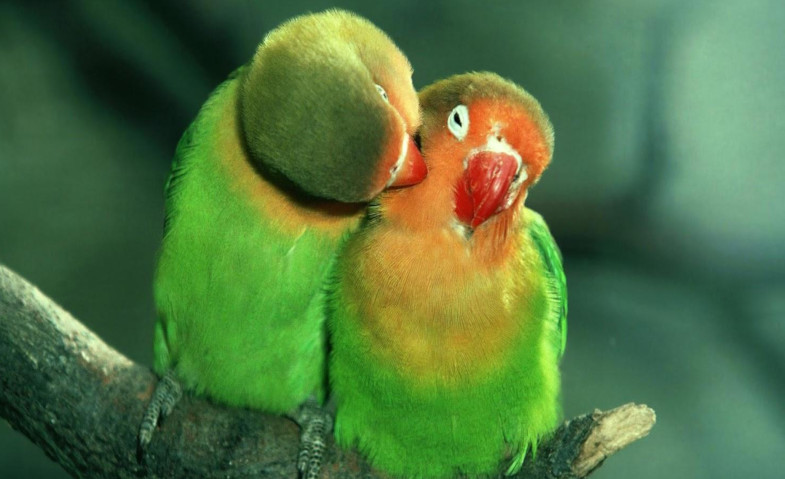 Tips Pelihara Burung Lovebird yang Baik dan Benar