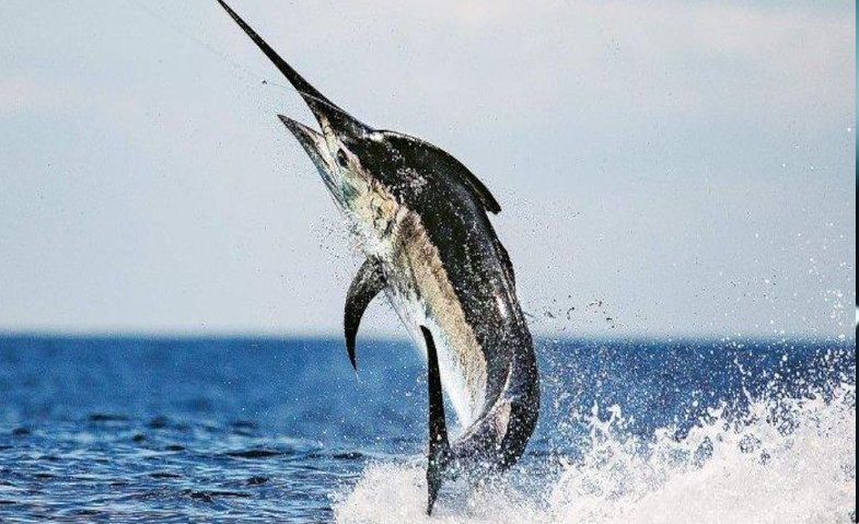 Benarkah Harga Ikan Blue Marlin Capai Rp37 Miliar?