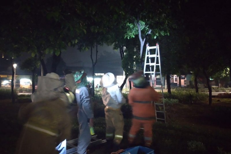 Hiii Serem, Tiga Sarang Tawon di Jakarta Timur Dievakuasi Petugas Damkar