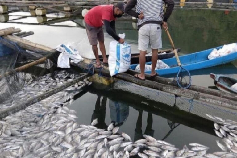 ikan nila mati