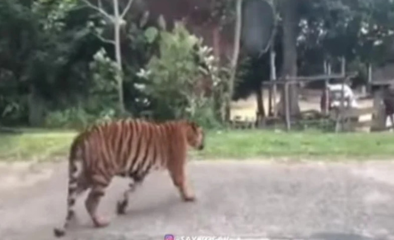 Diterkam Harimau, Warga Lampung Tewas