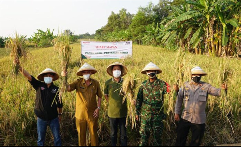 Hasilkan 49 Ton Gabah Beras Program CSR Sharp Mapan Tuai Hasil Positif di Panen Pertama