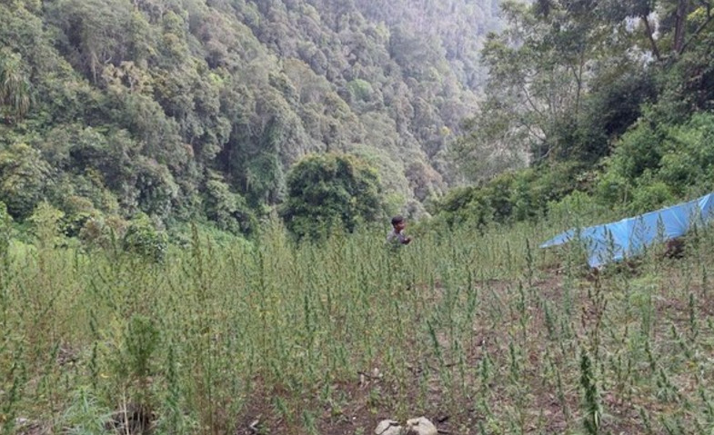 2 Hektar Ladang Ganja Ditemukan di Pegunungan Tor Mangompang