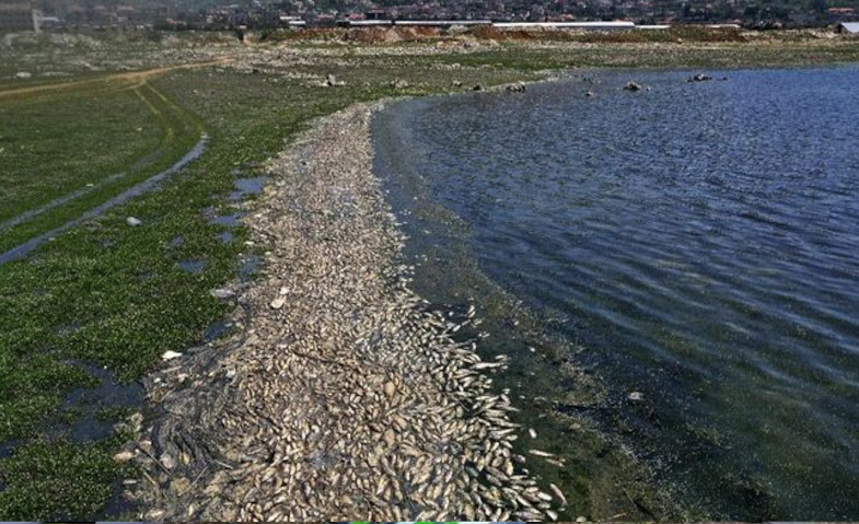 Sungai di Dekat IUP Antam Tercemar Sianida