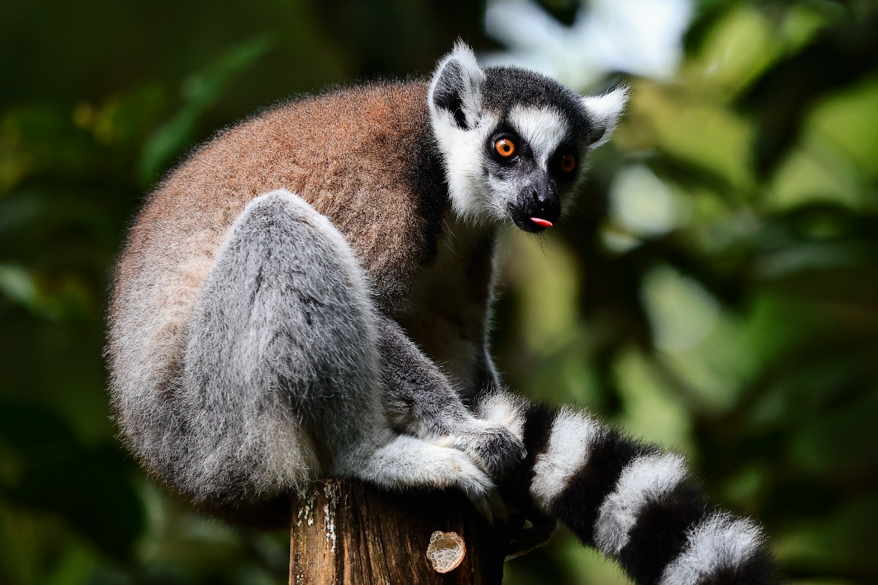 Foto Ring Tail Lemur Raih Juara di International Animal Photo Competition 2022