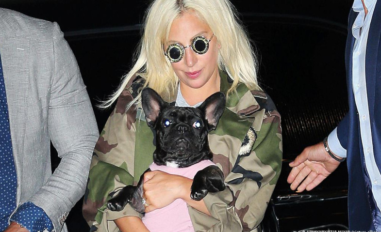 Culik Anjing Lady Gaga, Pria Ini Divonis 6 Tahun Penjara