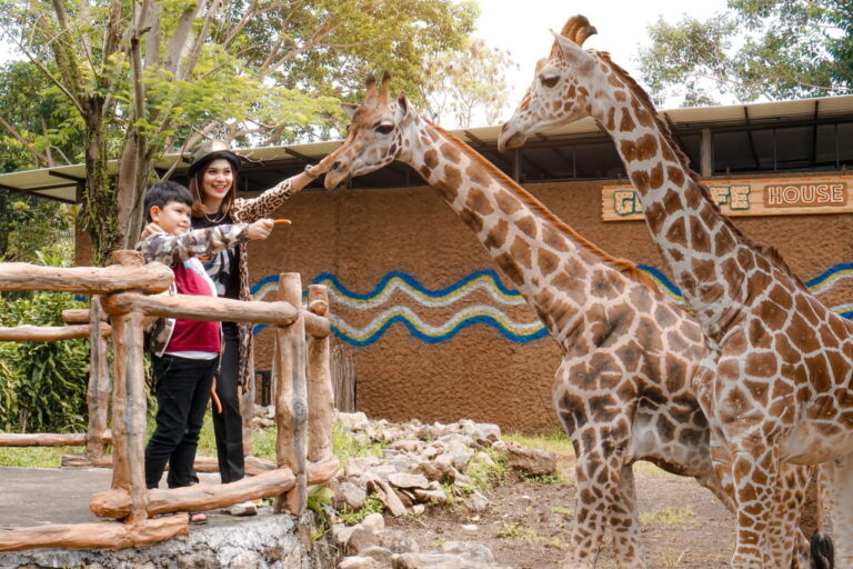 Hotel Royal Safari Garden menambah Jerapah dalam koleksi satwanya. (ist)