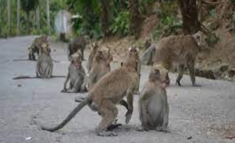 Warga Gunungkidul Kian Resah dengan Serangan Monyet Ekor Panjang