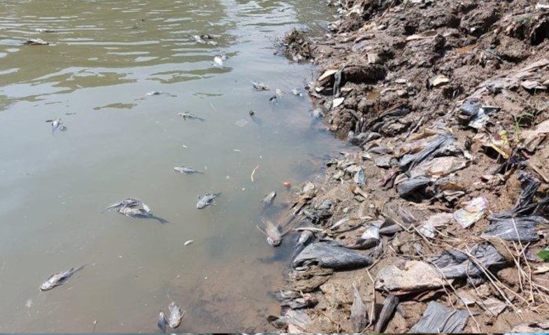 Polisi Selidiki Terkait Ribuan Ikan Mati di Kali Cileungsi