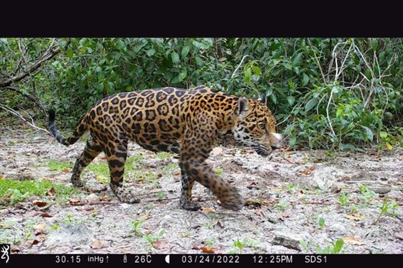 AI Konfirmasi Keberadaan Setidaknya Lima Ekor Jaguar di Dzilam State Reserve, Meksiko