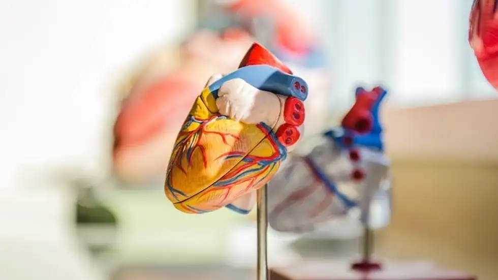 Kembangkan Teknik 3D Bioprinting, Kini Pengobatan Gagal Jantung Punya Alternatif Lebih Aman dan Terjangkau