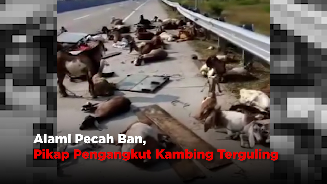 Alami Pecah Ban, Pikap Pengangkut Kambing Terguling