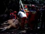 Sapi untuk kurban yang sempat tercebur ke Kali Cipinang di Jl. Penggilingan Baru 1, RT 011/04, No. 5, Mutiara Pulo Dukuh, Kelurahan Dukuh, Kecamatan Kramat Jati, Jakarta Timur, Rabu (28/6) sekitar pukul 18.15 WIB berhasil dievakuasi Damkar Sektor Kramat Jati. Foto: Joesvicar Iqbal/ipol.id