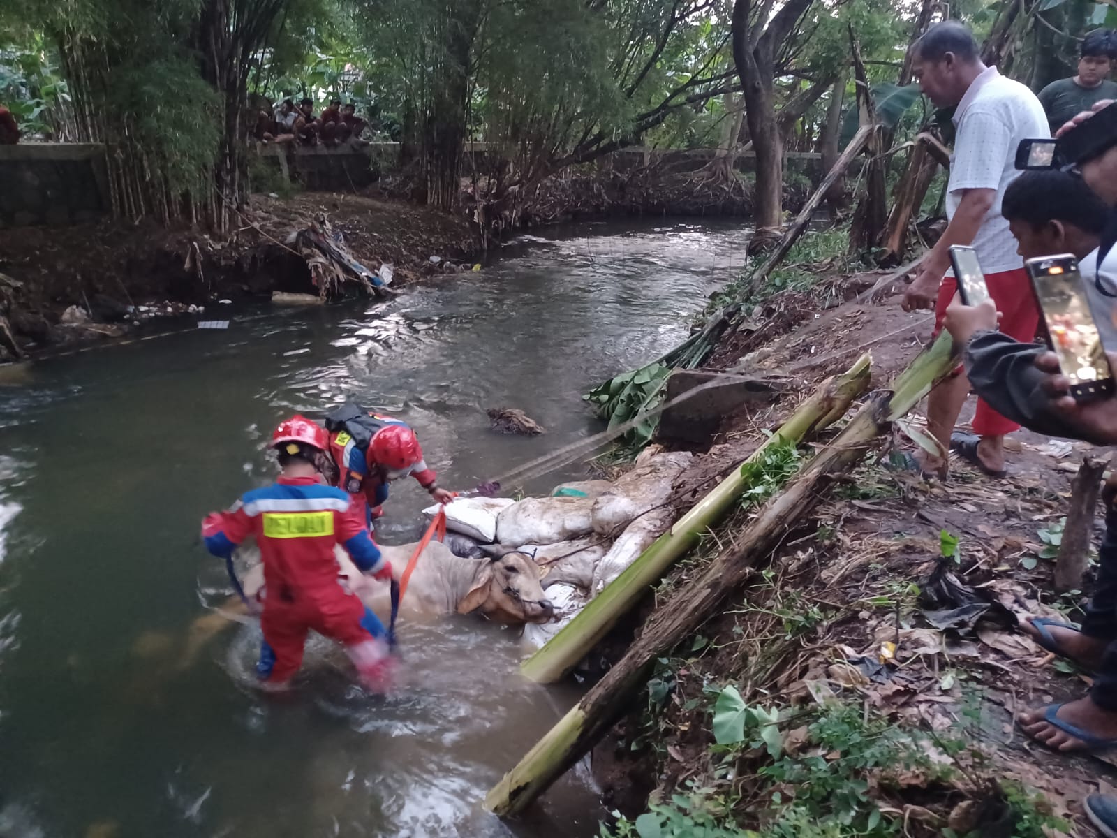 Heboh, Sapi Kurban Mengamuk Hingga Tercebur ke Kali Cipinang di Kramat Jati
