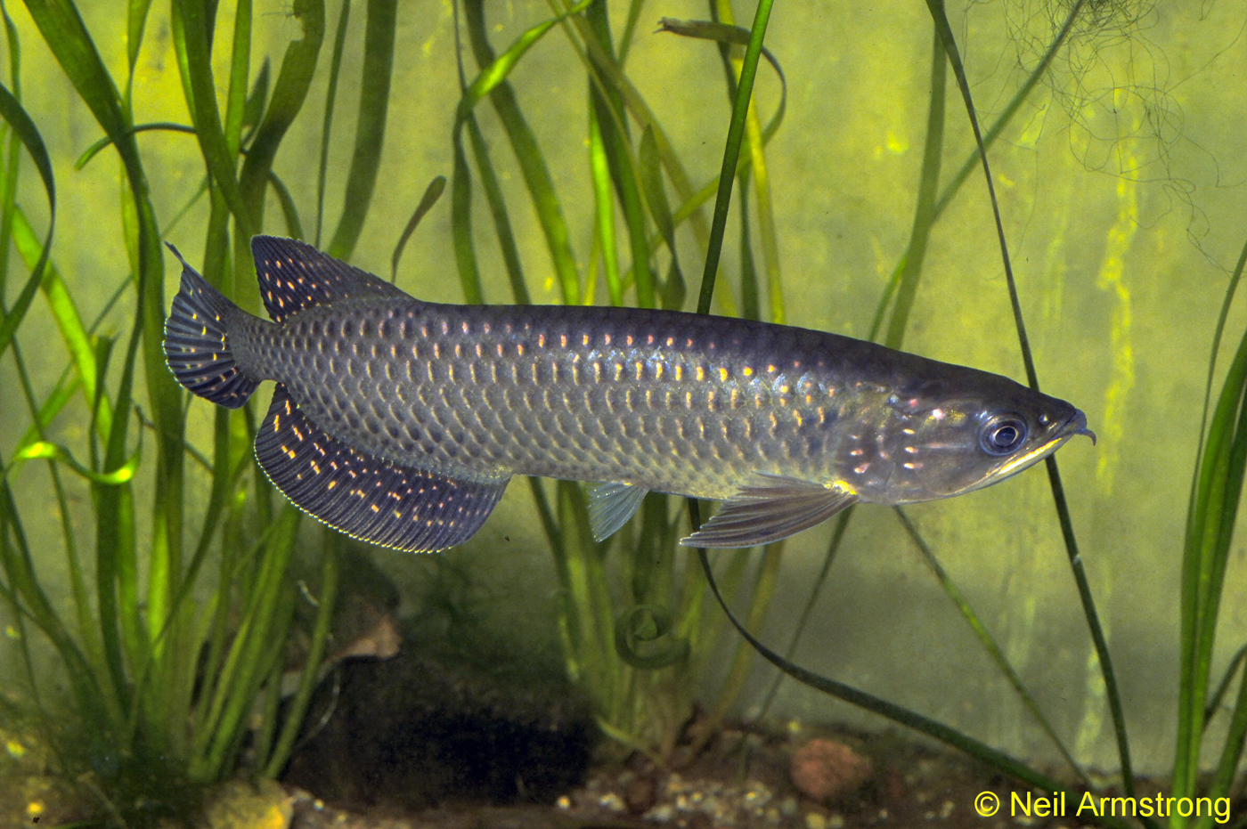 Ikan Arwana Jardini Asal Papua Selatan Dilepasliarkan, Yuk Cek Kemolekannya