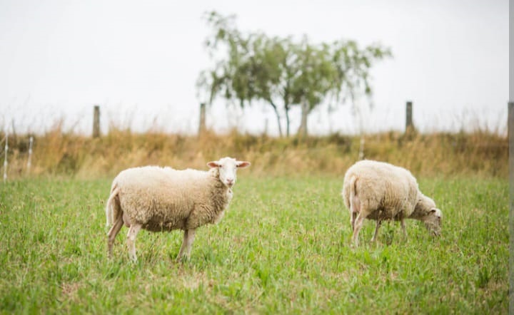 Menurut Nabi Muhammad, Hewan Terbaik untuk Kurban: Unta, Sapi, atau Kambing?