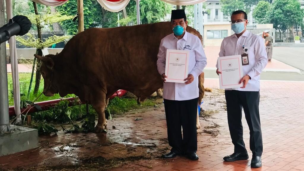 Jokowi Berikan Sapi Kurban ke Tiap Provinsi di Idul Adha Ini