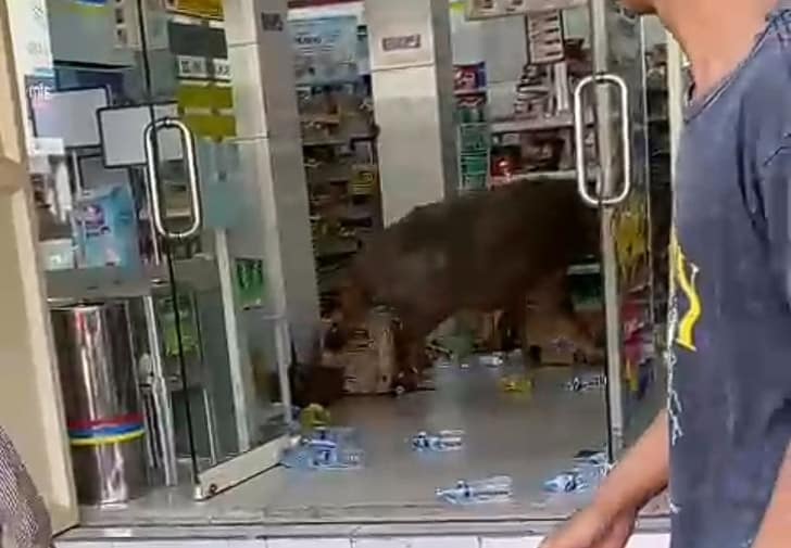 Viral, Kerbau Kurban di Lebak Ngamuk di Dalam Minimarket