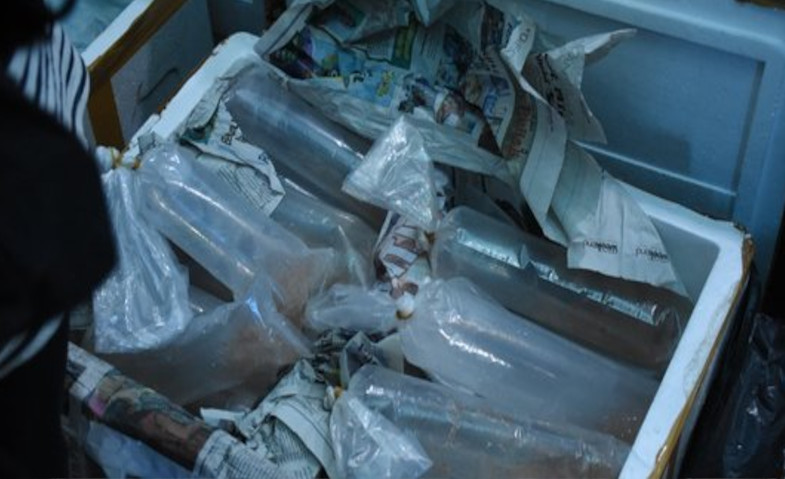 Penyelundupan Ratusan Ribu Benih Lobster ke Singapura Berhasil Digagalkan
