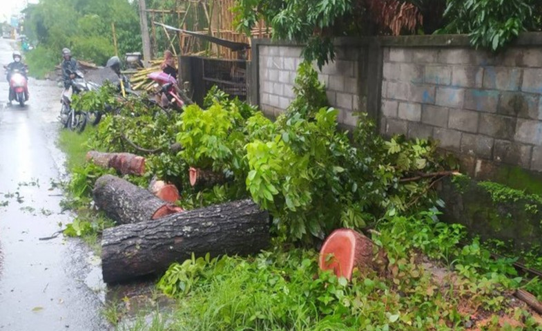 Hendak Pulang ke Rumah, Pria di Bogor Tewas Tertimpa Pohon Tumbang