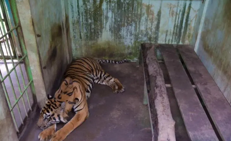 Empat Ekor Harimau di Medan Zoo Mati, Walhi: Segera Tutup