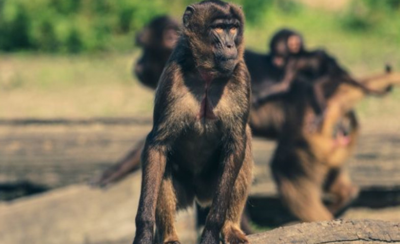 Monyet Liar Masuk Masjid Ganggu Warga yang Sedang Salat