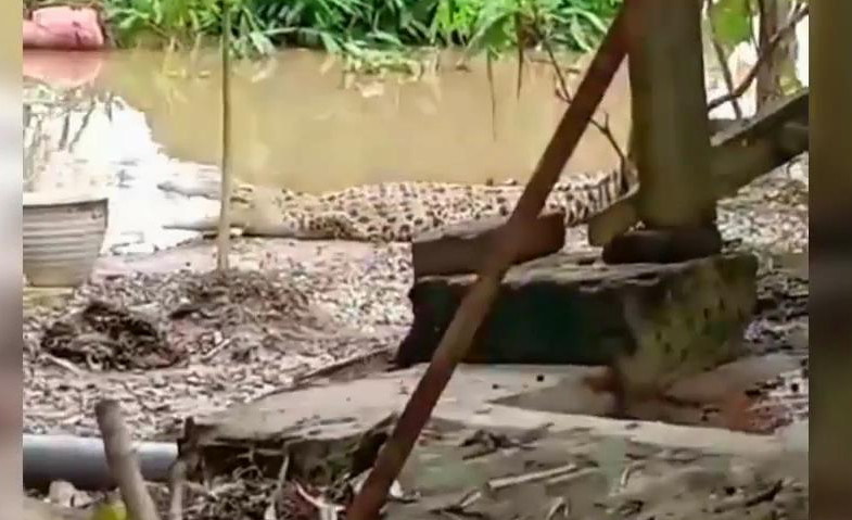 Penampakan Buaya Berjemur di Dekat Kandang Kambing Warga