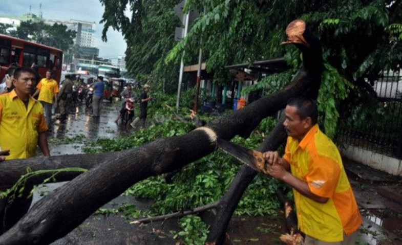 Usai Diguyur Hujan Disertai Angin Kencang, 6 Pohon di Jakarta Tumbang