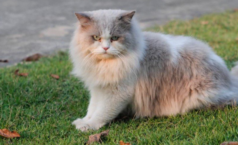 Kucing Persia di Malang Mendadak Mati Misterius